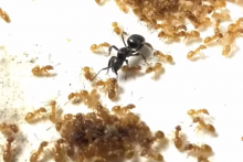 Čo sa deje v mravenisku, keď sa objaví parazit?