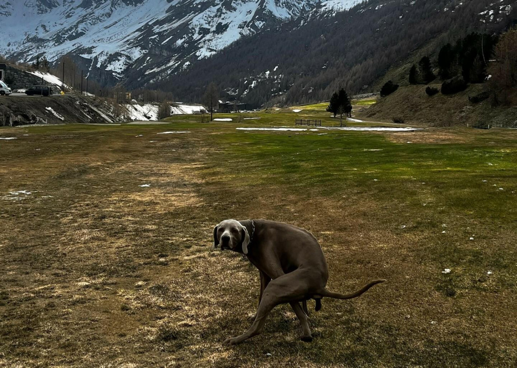 Spôsob, akým s nami psy komunikujú, je fascinujúci a dojímavý.