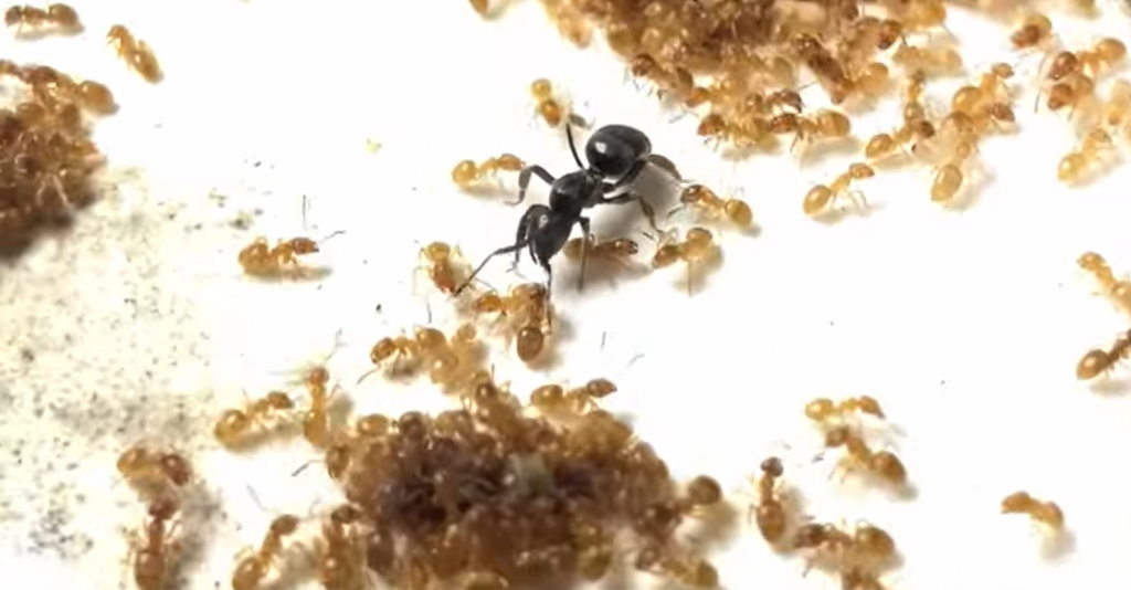 Čo sa deje v mravenisku, keď sa objaví parazit?