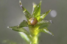 Hnedé kapsuly obsahujúce spóry (v strede) boli úplne vystavené vesmíru.