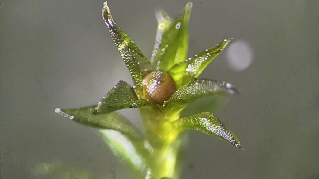 Hnedé kapsuly obsahujúce spóry (v strede) boli úplne vystavené vesmíru.