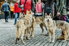 Psy a vlky sa krížili dlhšie, než sme si mysleli.
