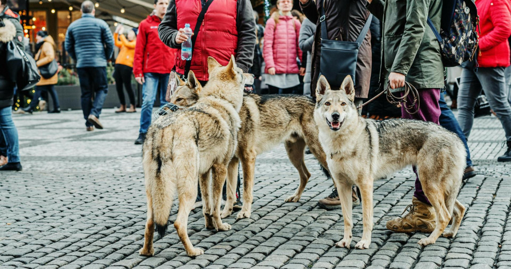 Psy a vlky sa krížili dlhšie, než sme si mysleli.
