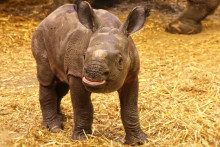 Toto mláďa neuvidíš len tak hocikde.