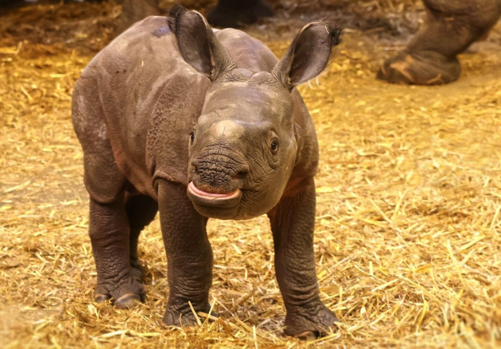 Toto mláďa neuvidíš len tak hocikde.