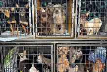 Psy v klietkach. FOTO: Policie ČR