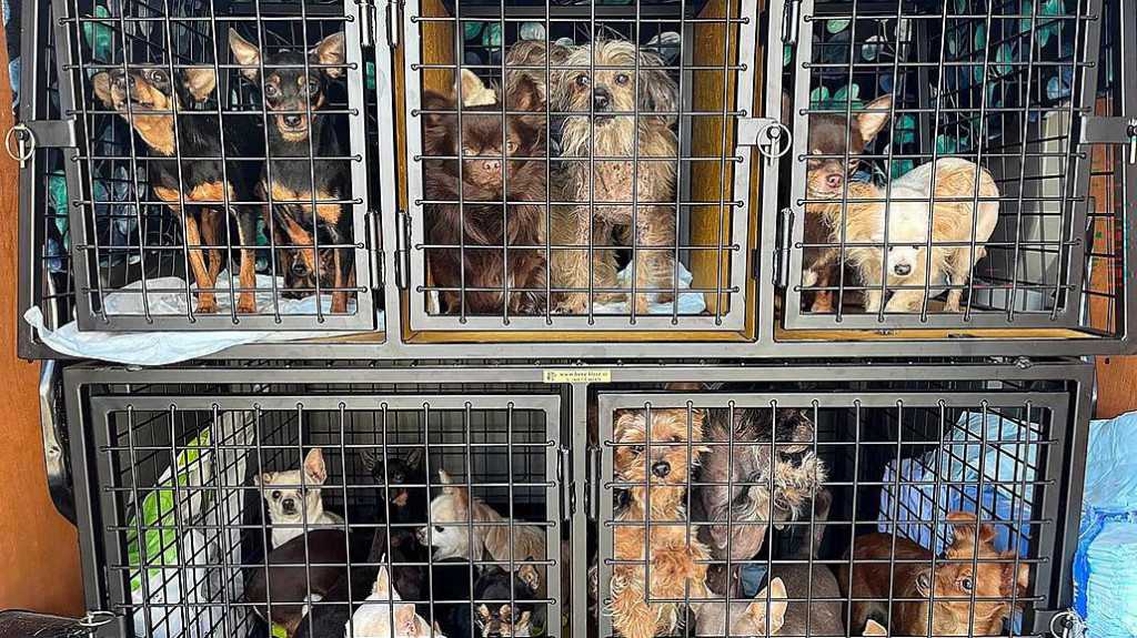 Psy v klietkach. FOTO: Policie ČR
