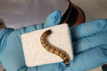 Superčerv požierajúci plasty.