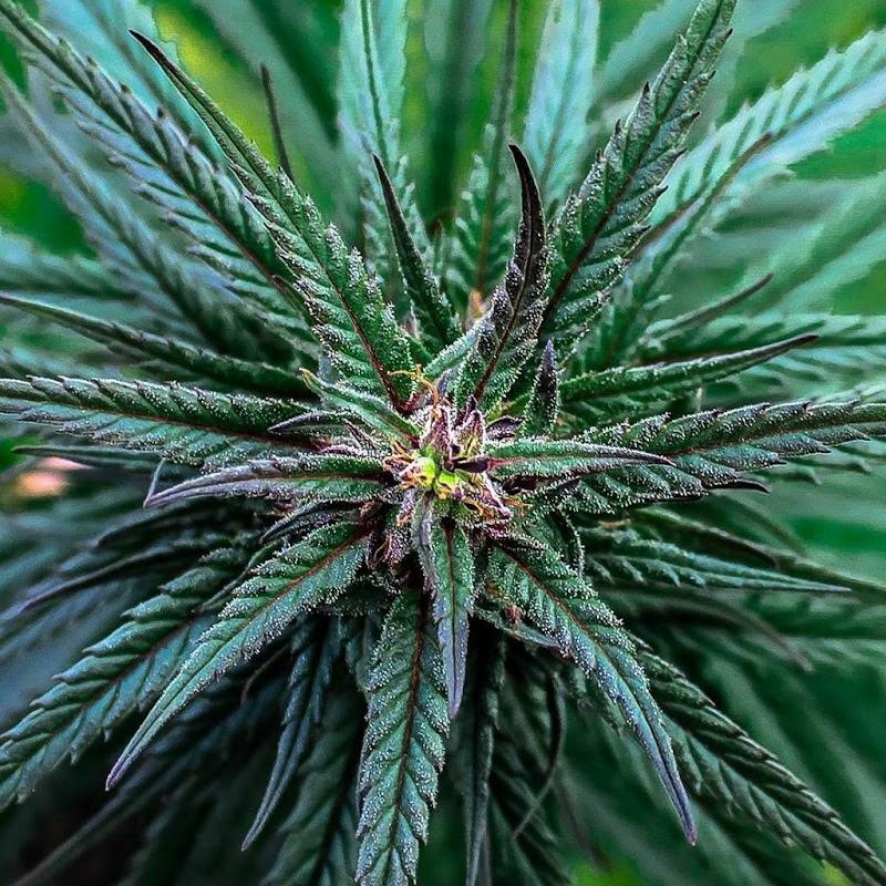 Konopa ako moderný pomocník pre zdravie: prečo si ju vyberajú rodiny, športovci aj majitelia zvierat