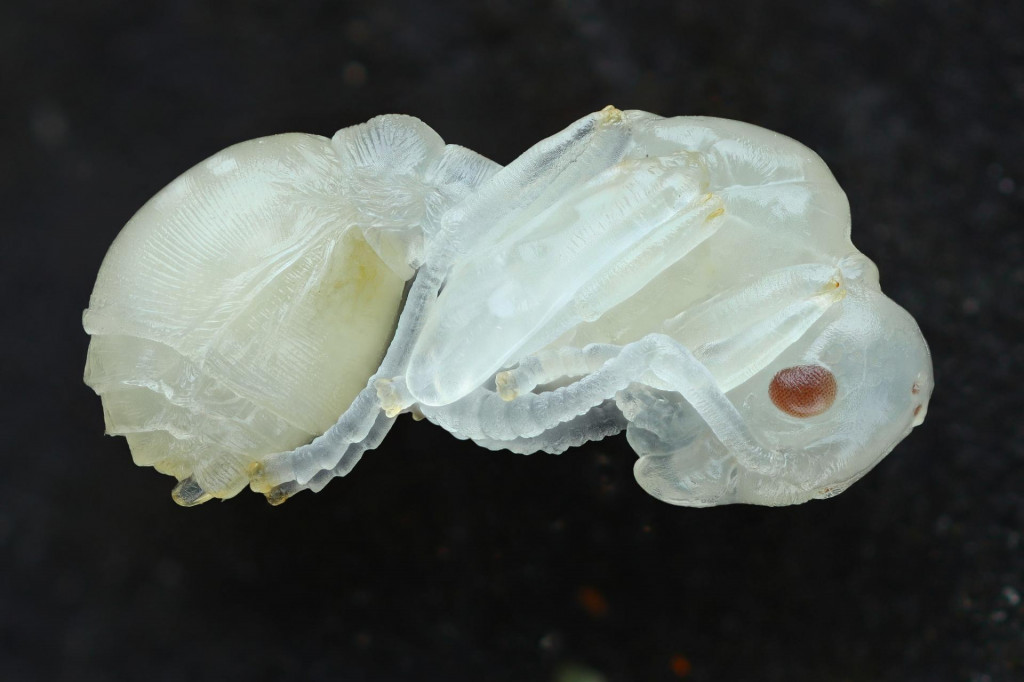 Mladé mravce vysielajú smrteľnú prosbu, keď ochorejú.