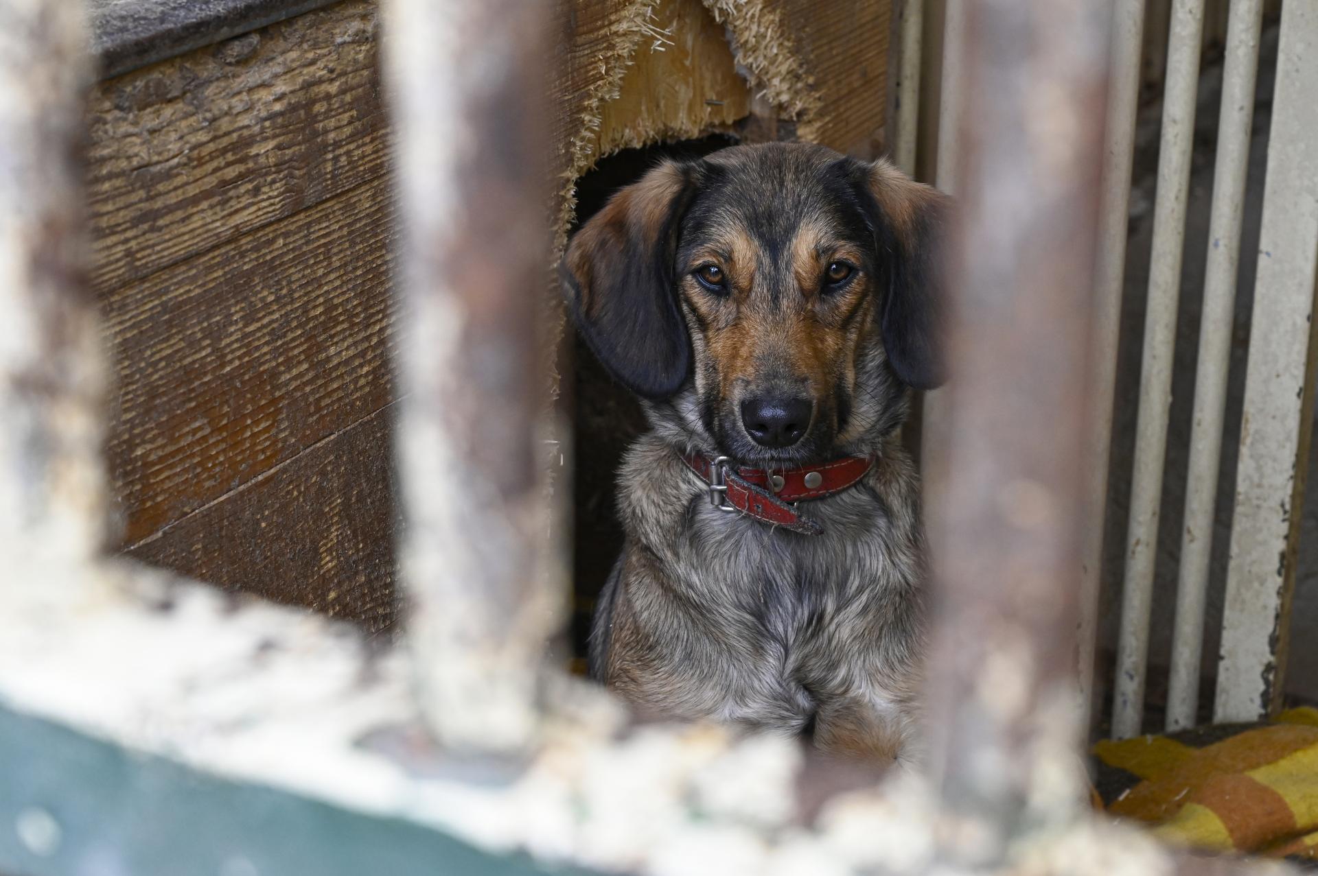 Legislatíva týkajúca sa chovu spoločenských zvierat sa sprísni