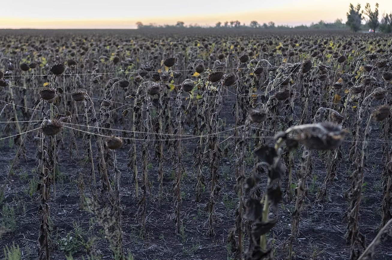 Donbas pokryla obria pavučina, do vlákien sa zaplietajú vtáky aj pechota