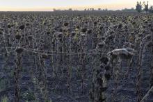 Rozsiahle oblasti východnej Ukrajiny pokrývajú optické vlákna, ktoré tu zostávajú po dronoch. FOTO: TASR/AP