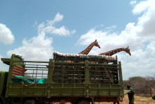Zvieratá prehrávajú boj s civilizáciou.