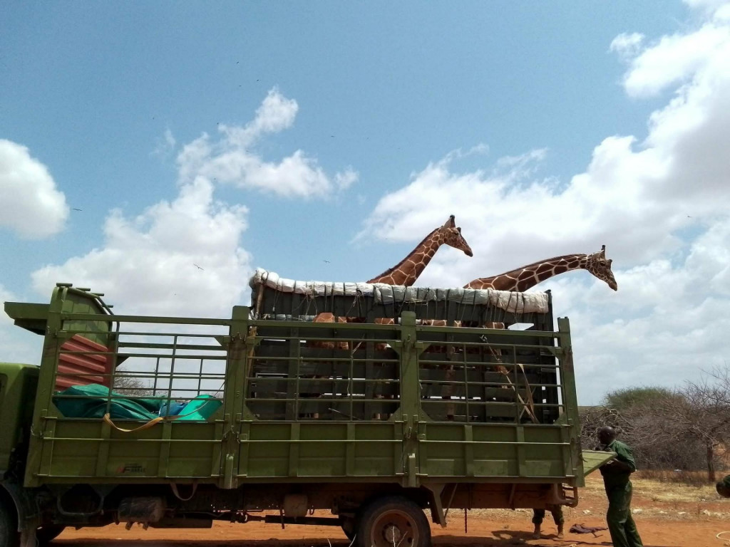 Zvieratá prehrávajú boj s civilizáciou.