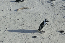 Tučniaky miznú pred očami sveta.