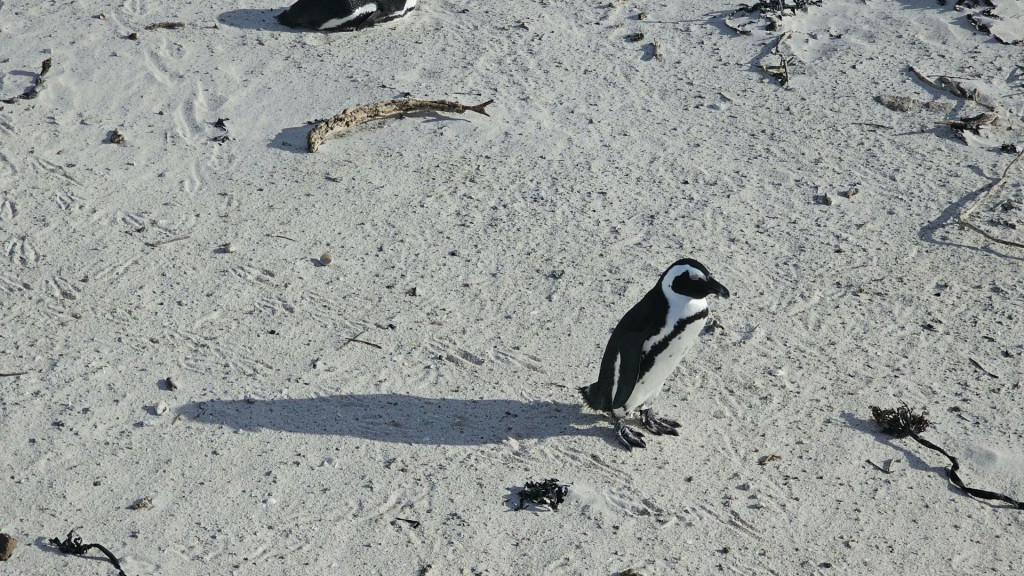 Tučniaky miznú pred očami sveta.