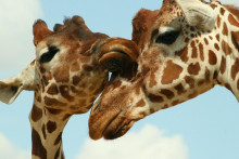 Vedci zistili zauj&iacute;mav&uacute; vlastnosť žir&aacute;f.