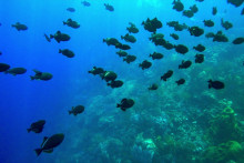 Karibik zažíva krízu.