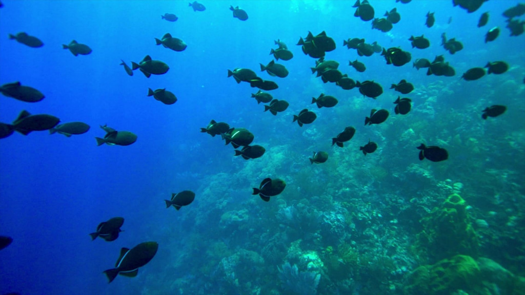 Karibik zaž&iacute;va kr&iacute;zu.