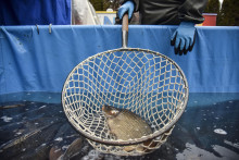 Predajcovia kaprov maj&uacute; v porovnan&iacute; s minulosťou menej z&aacute;kazn&iacute;kov. FOTO: TASR/Pavol Zachar
