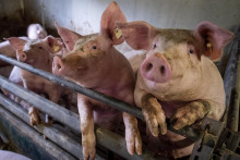 Č&iacute;na na dovoz bravčov&eacute;ho m&auml;sa z Eur&oacute;pskej &uacute;nie uval&iacute; antidumpingov&eacute; cl&aacute;. FOTO: TASR/AP