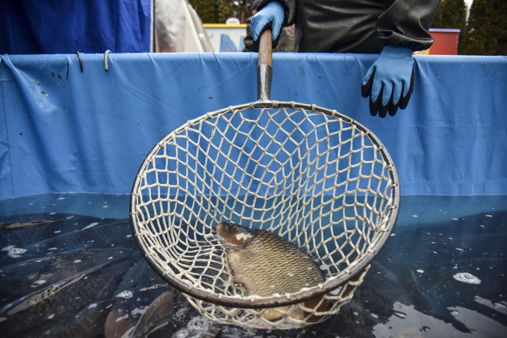 Predajcovia kaprov maj&uacute; v porovnan&iacute; s minulosťou menej z&aacute;kazn&iacute;kov. FOTO: TASR/Pavol Zachar