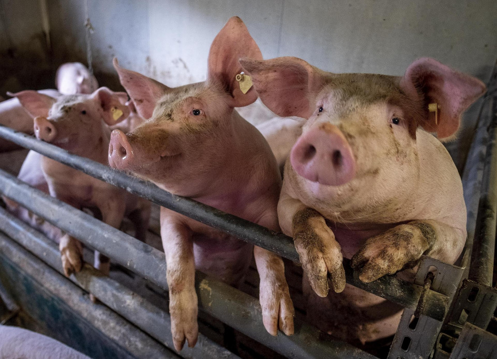 Č&iacute;na na dovoz bravčov&eacute;ho m&auml;sa z Eur&oacute;pskej &uacute;nie uval&iacute; antidumpingov&eacute; cl&aacute;. FOTO: TASR/AP