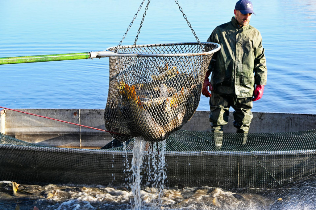 &bdquo;Slovensk&iacute; ryb&aacute;ri s&uacute; t&iacute;, ktor&iacute; po cel&yacute; rok ne&uacute;navne pracuj&uacute;, aby mali ľudia na Slovensku počas Vianoc na sviatočnom stole kapra,&ldquo; uviedol prezident. FOTO: TASR/Edmund &Ouml;rzsik