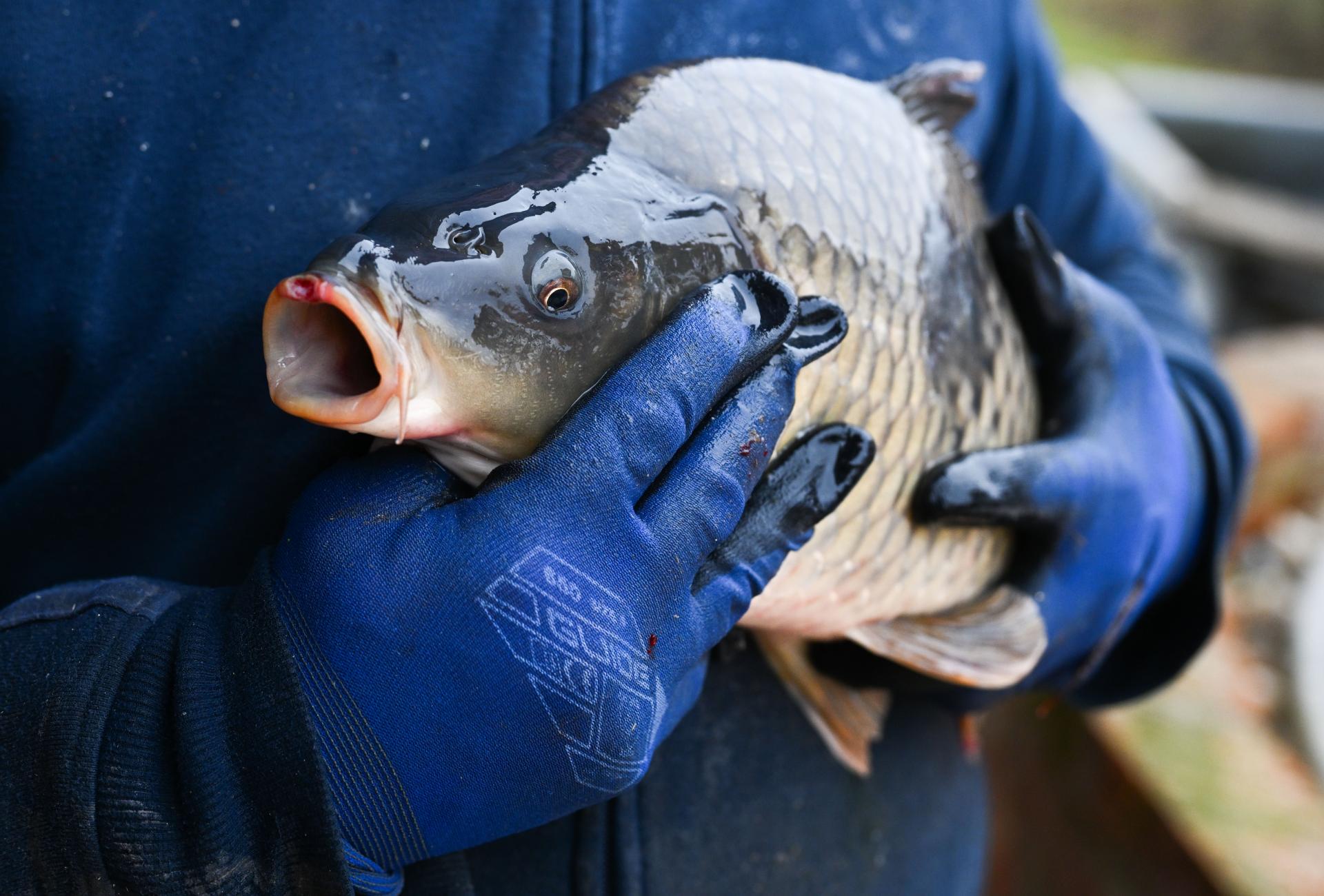 Pri zaseknutí rybej kosti v krku pomôže suchý chlieb či varený zemiak