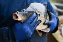 Ilustračn&aacute; fotografia. FOTO: TASR/Martin Medňansk&yacute;