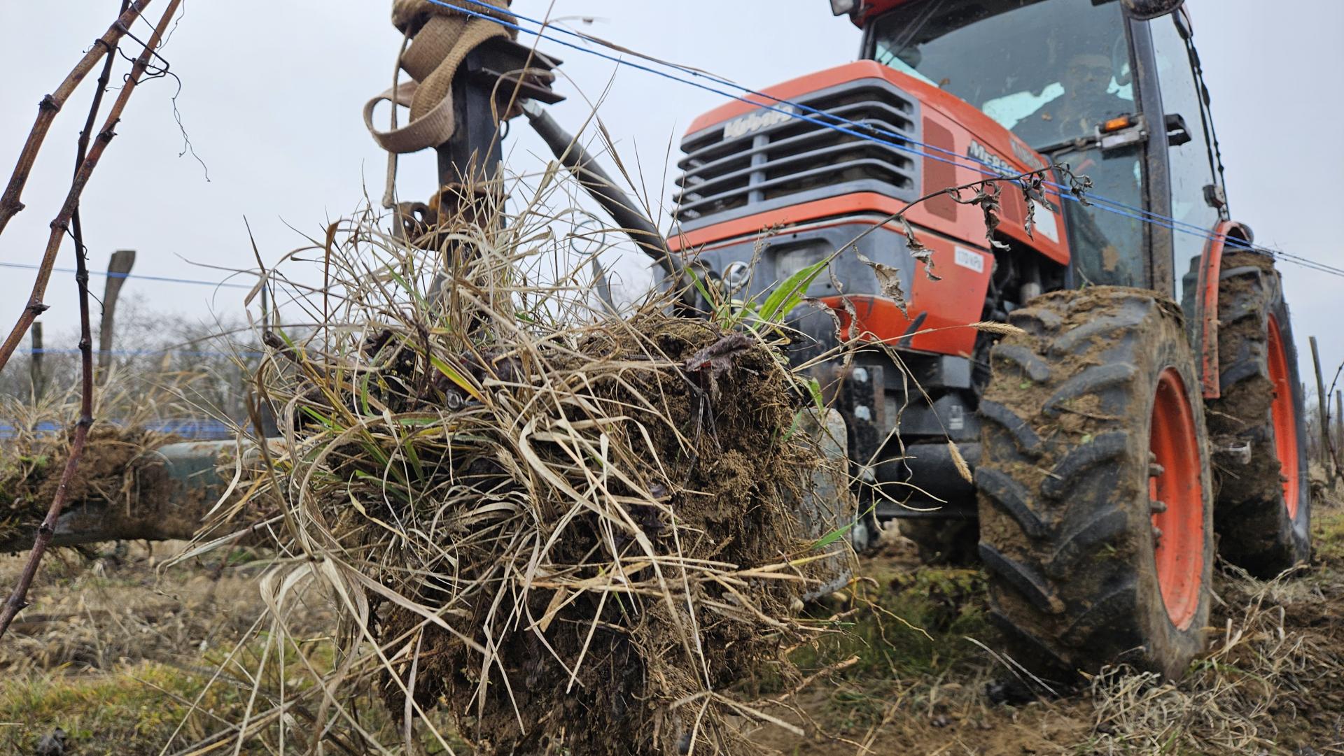 Karanténa z dôvodu zlatého žltnutia viniča platí v deviatich okresoch