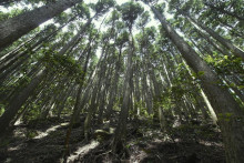 Lykožr&uacute;t a teplo menia tv&aacute;r lesov v nemeckom Severnom Por&yacute;n&iacute;-Vestf&aacute;lsku. FOTO: Pixabay