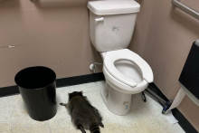 Na&scaron;li ho, ako dosp&aacute;va opicu pri z&aacute;chode