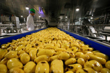 Optimizmus pestovateľov zemiakov zastavila kr&iacute;za. ILUSTRAČN&Eacute; FOTO: Reuters