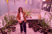 V Katal&aacute;nsku vznikaj&uacute; vďaka technol&oacute;gi&aacute;m ako je umel&aacute; inteligencia &uacute;plne nov&eacute; odrody ovocia a zeleniny. FOTO: HN/Pavel Novotn&yacute;