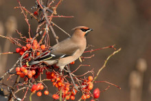 Chochl&aacute;če na Slovensku.
