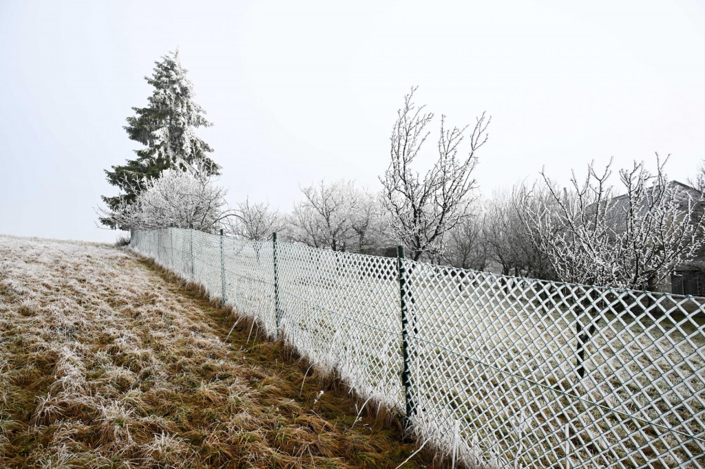 Oplotenie a stromy obalen&eacute; n&aacute;mrazou počas mraziv&eacute;ho dňa v obci Vrbovce okres Myjava. FOTO: TASR/Martin Medňansk&yacute;