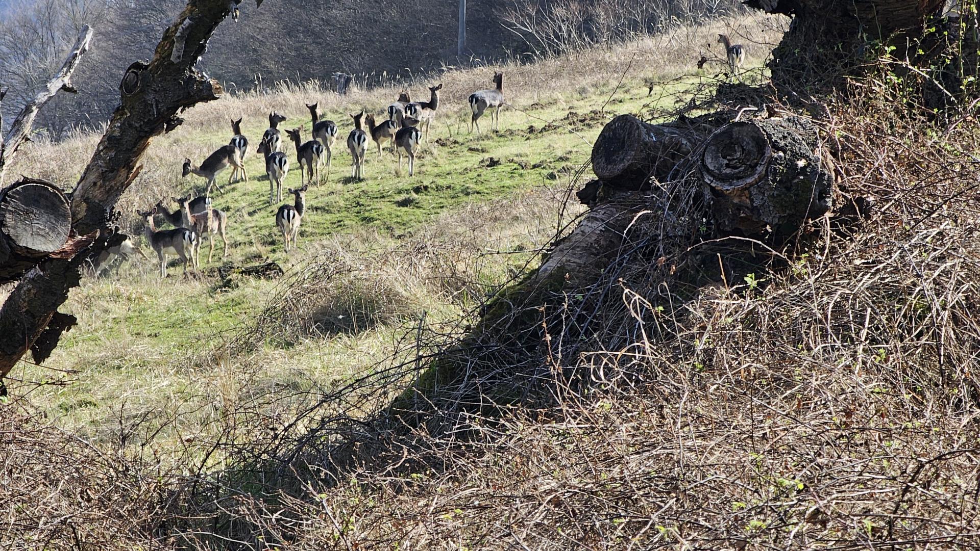 Záhorie trápia daniele: škodná likviduje porasty, skáče do záhrad a spôsobuje havárie. Ľudia sa ich boja