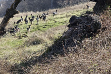 Premnožen&eacute; daniele robia na Z&aacute;hor&iacute; veľk&eacute; &scaron;kody.  FOTO:HN/Katar&iacute;na &Scaron;elestiakov&aacute;