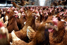 Vt&aacute;čou chr&iacute;pkou sa nemus&iacute; nakaziť len hydina, m&ocirc;žu na ňu ochorieť aj cicavce.