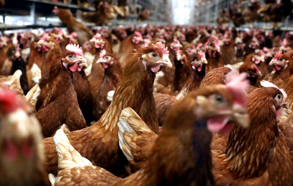 Vt&aacute;čou chr&iacute;pkou sa nemus&iacute; nakaziť len hydina, m&ocirc;žu na ňu ochorieť aj cicavce.