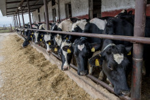 . FOTO TASR - Michal Sv&iacute;tok