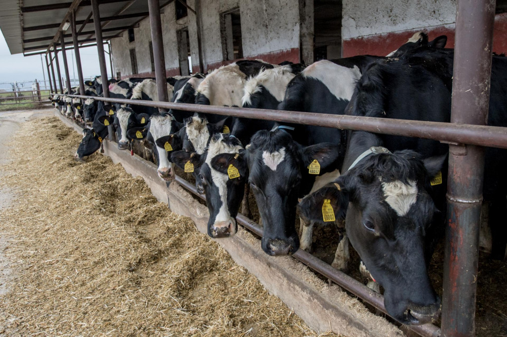 . FOTO TASR - Michal Sv&iacute;tok