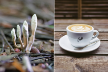 Na sn&iacute;mke huba cordyceps a klasick&eacute; espresso. FOTO: Pixabay.com, kol&aacute;ž HN