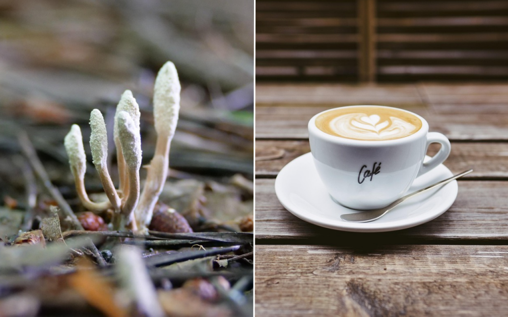 Na sn&iacute;mke huba cordyceps a klasick&eacute; espresso. FOTO: Pixabay.com, kol&aacute;ž HN