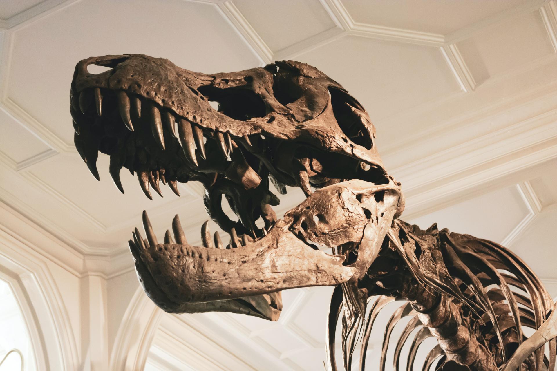 T. rex rástol štyridsať rokov. Vyšlo to z veľkej analýzy kostí zubatých potvor