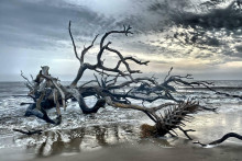 Driftwood Beach