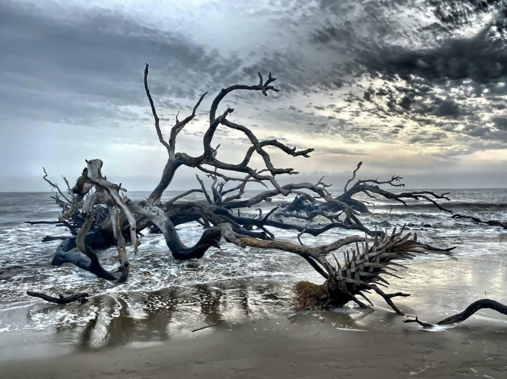 Driftwood Beach