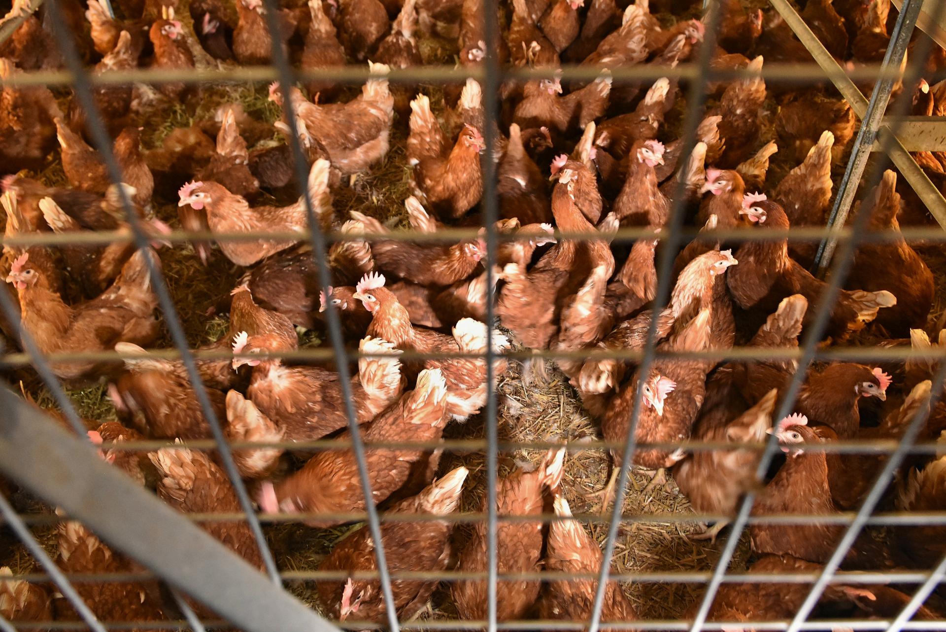 Na farme Čalovec v okrese Kom&aacute;rno uhynula hydina, d&ocirc;vodom je potvrden&aacute; vt&aacute;čia chr&iacute;pka